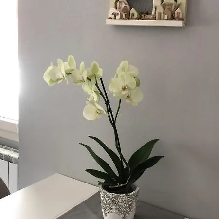 La Pineta Locazione Turistica サンタ・マリア・マッジョーレ